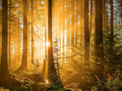 Aberdeen Standard Investments | Covid-19 and the Environment: a Ray of Light