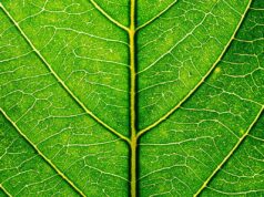 Aberdeen Standard Investments | Sustainability as a Global Investment Opportunity