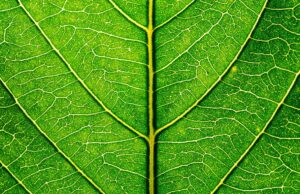 Aberdeen Standard Investments | Sustainability as a Global Investment Opportunity