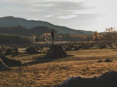 INVITATION | Preventing the Next Pandemic: How Can Investors Manage Deforestation Risks? | UN PRI | Webinar