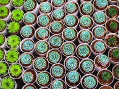 The Responsible Investing Podcast Ep.3: Responsible Capital Allocation | Aberdeen Standard Investments