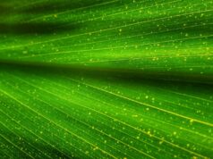 The green finance revolution is underway in the bond market