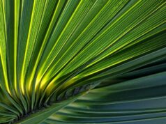 Callan’s 8th Annual ESG Survey Shows Record Number Considering ESG in Future Investment Decisions