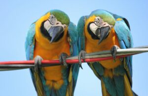 SFDR vs. CFA Institute ESG Disclosure Standards for Investment Products