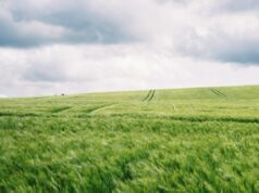 FNG-Marktbericht: Nachhaltige Investments in Deutschland steigen um 25 Prozent