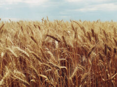 UN Food Systems Summit: How to best finance the transformation?