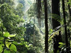 ISSB will consider nature-related standards and disclosures