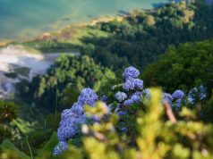 CDP support the update of GRI’s Biodiversity Standard