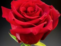 “What’s in a fund name?” Shakespeare would ask