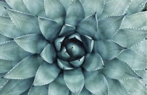 Managing the double materiality in biodiversity finance? Here’s how.