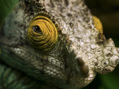 New ENCORE biodiversity module enables banks and investors to analyse their potential impact