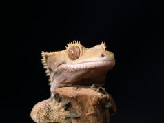 Tackling nature-related risks with WWF’s Biodiversity Risk Filter