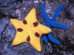 Biodiversity: fiduciary duty and systemic risks | Game changers for board directors and stewardship teams