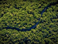 Deforestation investment mandate and guidance for family offices and foundations