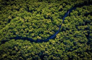 Deforestation investment mandate and guidance for family offices and foundations