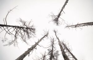 Financial institutions and companies failing on deforestation | Global Canopy Forest 500 report