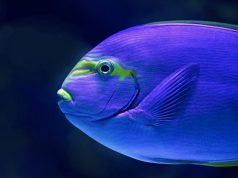 New Investor Collaboration to Engage the Seafood Sector on Key Nature Risks and Impacts