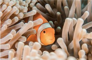 Marine protection | EU announcing 39 commitments and €816.5 million funding