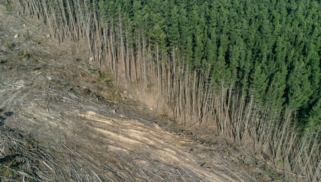 Company progress on deforestation in supply chains | CDP – 116.203.153.220